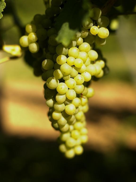 Weinhotel Fritz Walter Niederhorbach Zewnętrze zdjęcie